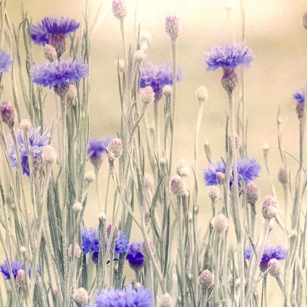 Meet your Posher, Carly’s Closet